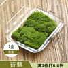 鲜活苔藓植物白发藓微景观生态，瓶diy材料水陆，缸造景假山盆景青苔