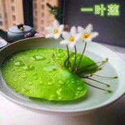 一叶莲碗莲水生花卉水培植物，室内阳台四季开花盆栽鱼缸浮生莲花