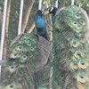 活体蓝孔雀自营养殖15年专业专注规范白孔雀花孔雀拥有各个年龄段