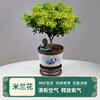 米兰花盆栽室内花卉植物，浓香四季开花不断防蚊虫，阳台好养净化空气