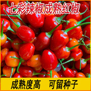 红色七彩辣椒新鲜成熟七彩椒可留种子五彩椒广西灯笼椒剁椒酱