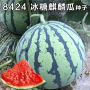 8424麒麟薄皮西瓜种子籽，特大高产巨型甜王南方小四季蔬菜水果种孑