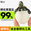 花龟乌龟蛋可孵化套装龟苗儿童宠物，草龟苗巴西龟珍珠龟小乌龟活物