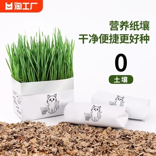 猫草盆栽化毛草种子非已种好幼猫小麦种子有机猫咪零食品清洁营养
