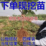 奇异果树苗软枣红心奇异果苗，树南北方种植庭院，特大果树盆栽果树苗