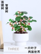 菩提树盆栽小盼菩提造型盆景植物带果绿植室内办公室桌面中式摆件