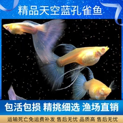 孔雀鱼纯种天空蓝缎带蝶翼大C种鱼蓝白燕尾热带观赏鱼活体淡水鱼