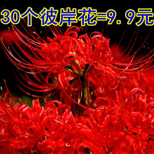 彼岸花盆栽曼珠沙华花种子种孑红花换锦石蒜大种球室内外四季花卉