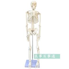 85cm可摆姿势人骨标本人体骨骼模型人骨架模型骷髅骨人体素描q