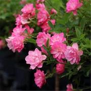 天河繁星月季微月灌木，阳台盆栽四季开多头迷你玫瑰花荷花庭院蔷薇
