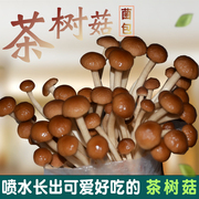 茶树菇菌包袋装蘑菇种植包菌种(包菌种)盆栽家种菌菇香菇食用家庭新鲜菌棒