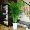 散尾葵凤尾竹室内客厅大型绿植，盆栽椰子夏威夷花卉植物