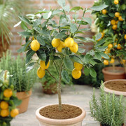 香水柠檬树苗盆栽老桩四季结果可食用室内阳台好养活花卉绿植