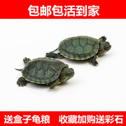 宠物龟活物小彩龟水龟，活物红耳龟巴西龟，活物小乌龟苗观赏龟活体