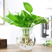 简约透明清新玻璃花瓶，绿萝花盆室内摆件水培水养，植物容器器皿鱼缸