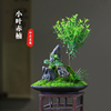 赤楠山石组合小盆栽创意中国风小叶盆景中式茶室书房菖蒲室内桌面