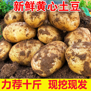 湖北蔬菜新鲜黄(新鲜黄)皮黄心大土豆10非云南红皮土豆马铃薯洋芋