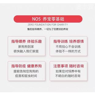 灰泰迪幼犬可爱茶杯犬纯种超小幼犬飞耳泰迪长不大小体贵宾宠物狗