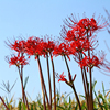 曼珠沙华盆栽 彼岸花种球 血红色石蒜花种子 水培 多年生球根植物