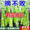 割完就长芦笋种子四季阳台花卉盆栽庭院播种芦笋蔬菜种子