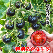 黑珍珠樱桃番茄种子四季黑钻西红柿种苗种籽西黑柿盆栽春季蔬菜孑