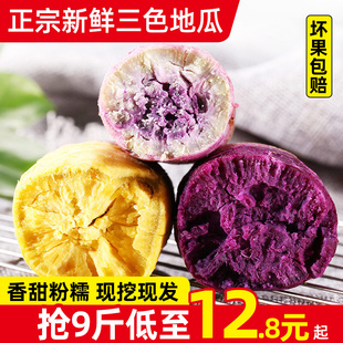 新鲜现挖三色紫薯冰淇淋红薯混搭装一点红番薯农家板栗山芋烤地瓜