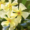 黄色白色风车茉莉托斯卡纳之星大苗 爬藤植物多季开花