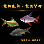 飞凤鱼红龙混养配鱼金龙银龙鱼活鱼热带观赏鱼小中型红龙鱼配