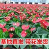 红掌白掌盆栽一帆风顺花卉室内好养绿植四季开花净化空气水培植物