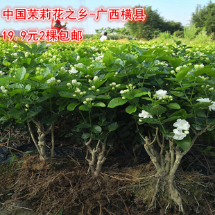 横县重瓣茉莉花苗白茉莉盆栽盆景四季绿植花卉老桩树桩根植物室内