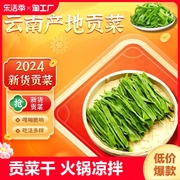 贡菜干干货凉拌脱水蔬菜响菜苔干菜商用80g/盒新鲜
