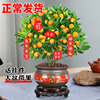 四季金桔树苗盆栽带果发货室内客厅花卉绿植招财植物净化空气好养