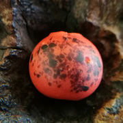 藏传尼泊尔西亚柿子红点彩橘橙色老琉璃珠子单珠非老松石P063
