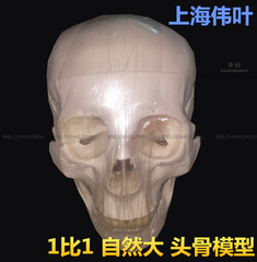 伟叶1比头颅人体头骨自然大骨模型