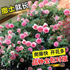 玫瑰花种籽子四季开花盆栽花卉，植物易爆盆室内外鲜花种子庭院阳台