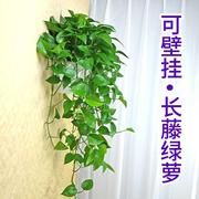 壁挂绿萝盆栽吸甲醛，净化空气办公室小植物懒人，水培室内花卉盆吊兰