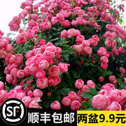 蔷薇花苗藤本月季，特大花种庭院爬藤植物阳台花卉，玫瑰盆栽四季开花