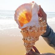 。天然大真海螺贝壳摆件工艺品鱼造23574号景海的声音特角可吹玩