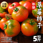 新鲜草莓柿子西红柿自然熟铁皮，柿子盘锦碱地丹东水果番茄5斤蔬菜