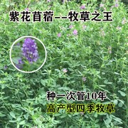 紫花苜蓿草种子四季牧草种籽鸡鸭鹅牛羊草籽多年生四季常青进口种