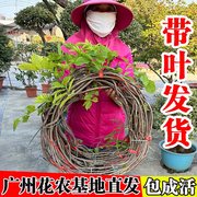 紫藤树苗阳台庭院爬藤植物四季开花老桩耐寒耐热好养易活绿植花卉