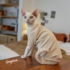 GINGERAIN  有机棉内衣德文猫衣服无毛猫柯尼斯天然彩棉婴儿长袖