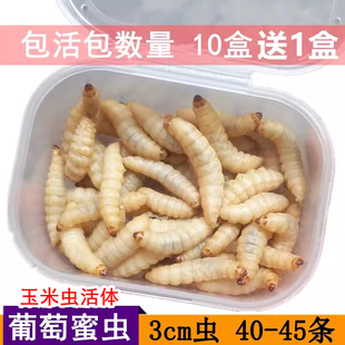 玉米虫活体大蜡螟葡萄，蜜虫绣眼画眉，鸟食宠物仓鼠饲料钓鱼活虫大号