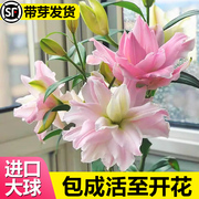 香水百合花种球盆栽花卉种子重瓣多花苞室内好养阳台庭院四季开花