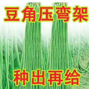 特长豆角种子豇豆种子四季豆籽高产早熟春秋季种蔬菜种孑大全