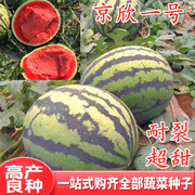 西瓜种子特大巨型懒汉花皮红肉西瓜种籽超甜耐裂四季京欣一号