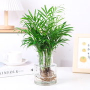 水培植物袖珍椰子，盆栽室内好养绿植凤尾竹，散尾葵耐阴办公室桌面