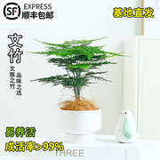 文竹室内植物盆栽花卉绿植客厅办公室桌面四季常青吸除甲醛好养活