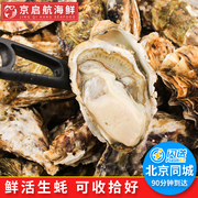 单只 北京闪送生蚝 鲜活纯净烧烤火锅牡蛎新鲜水产刺身即食