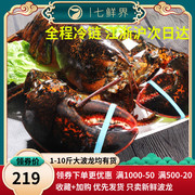 龙虾波士顿大龙虾澳洲鲜活特大波龙海鲜鲜活水产，大活虾450-500g